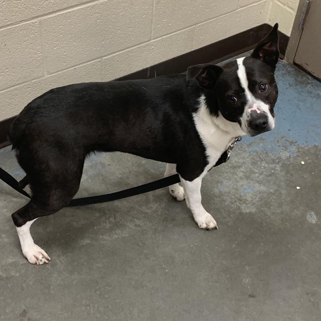 Enlarge Bengee, a Adoptable Mixed Breed in Memphis, TN image 2/4