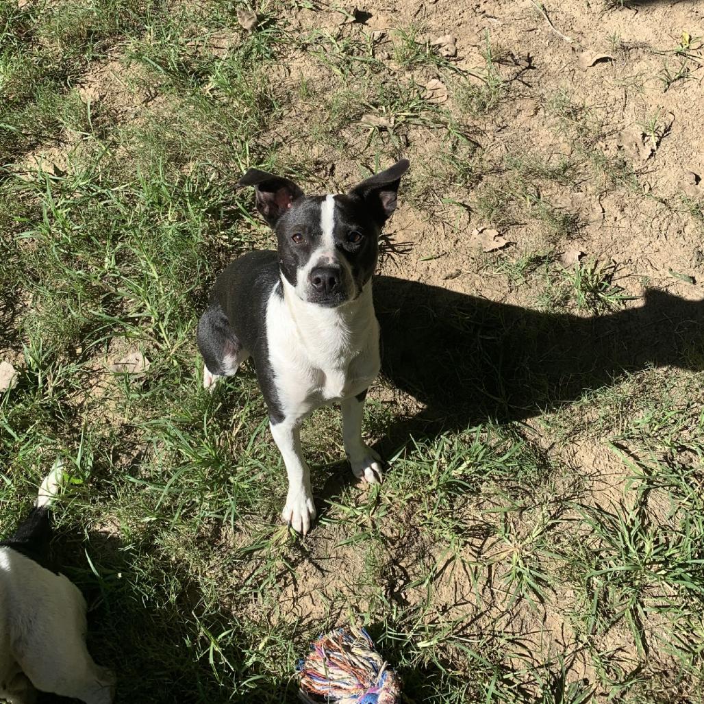 Enlarge Bengee, a Adoptable Mixed Breed in Memphis, TN image 4/4