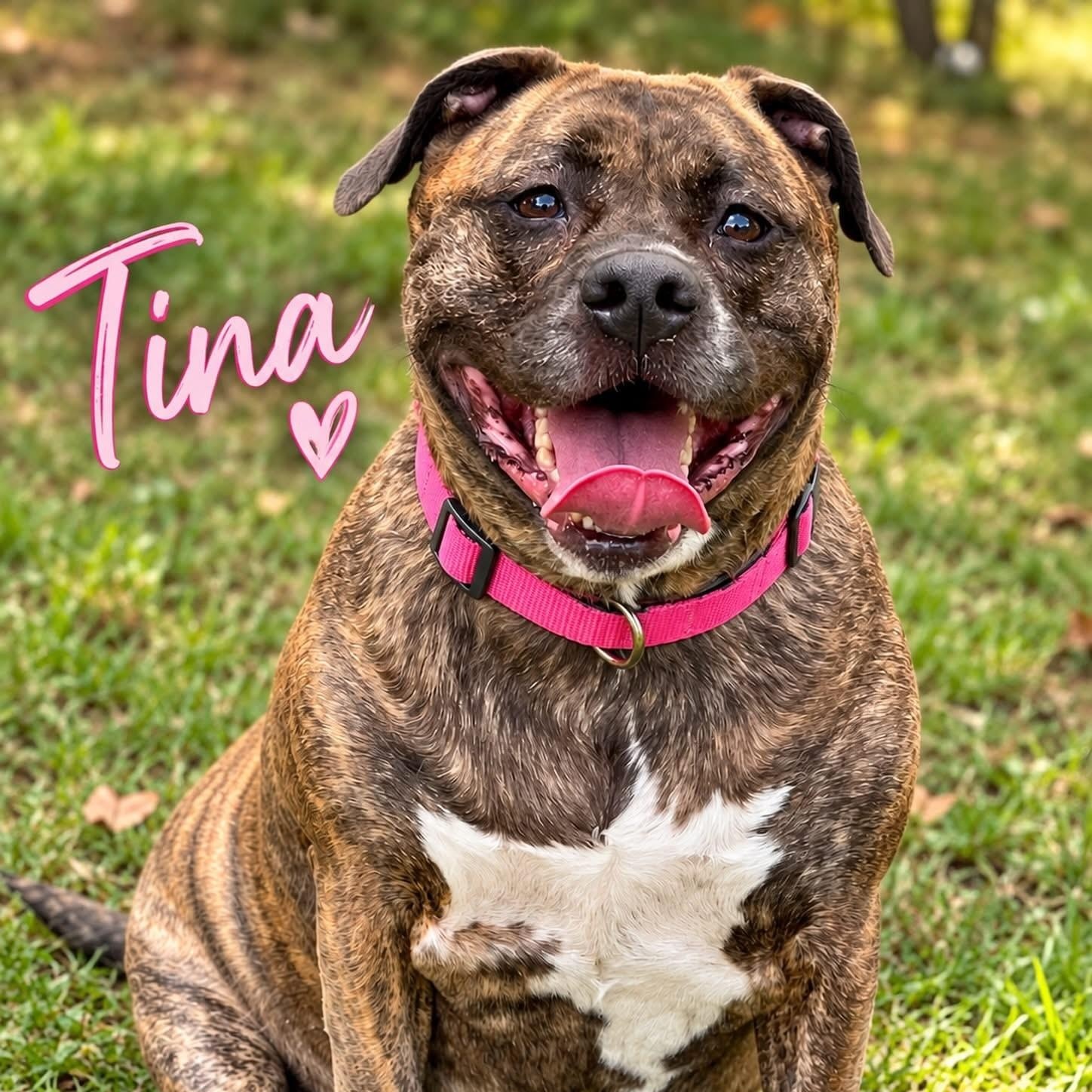 Tina, Adoptable, Adult Female Mastiff.