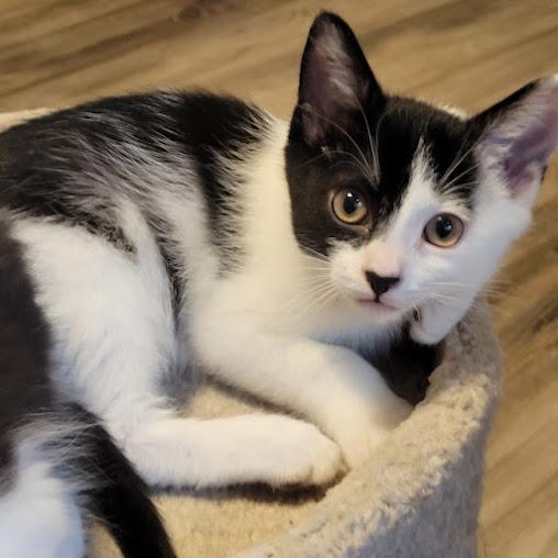 Toot, Adoptable, Kitten Male Domestic Short Hair.