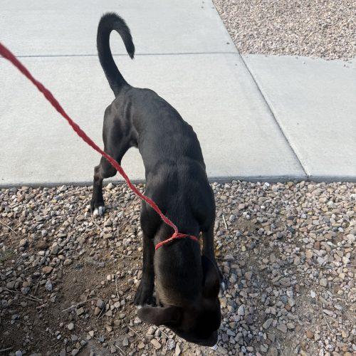 Biscuit, Adoptable, Young Male Shar-Pei & Labrador Retriever.