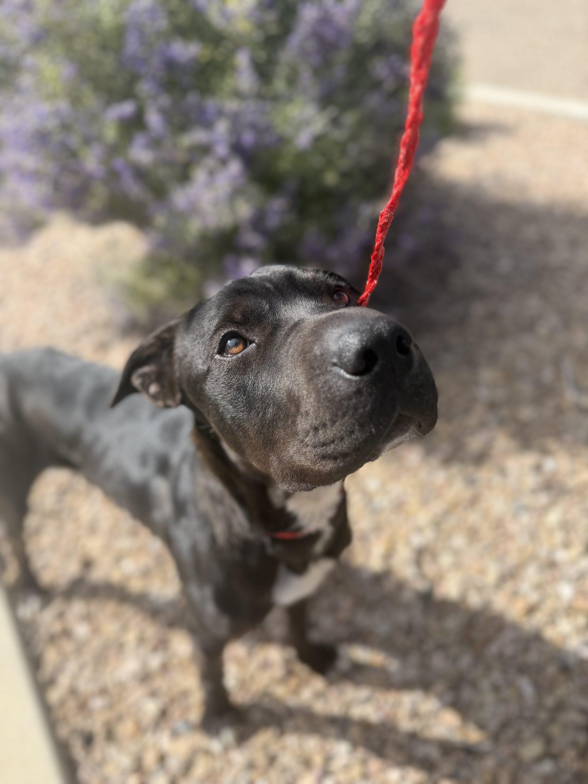 Enlarge Biscuit, a Adoptable mixed breed in Grand Junction, CO image 2/5