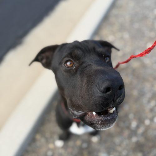 Enlarge Biscuit, a Adoptable mixed breed in Grand Junction, CO image 3/5