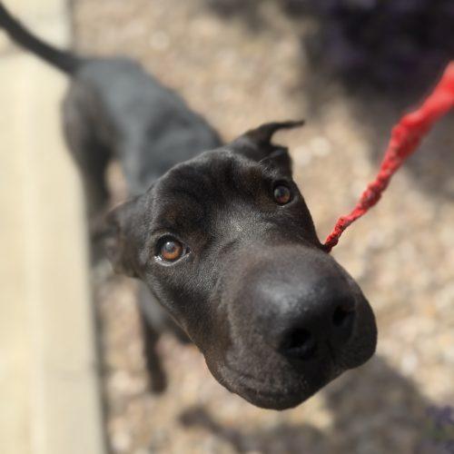 Enlarge Biscuit, a Adoptable mixed breed in Grand Junction, CO image 4/5