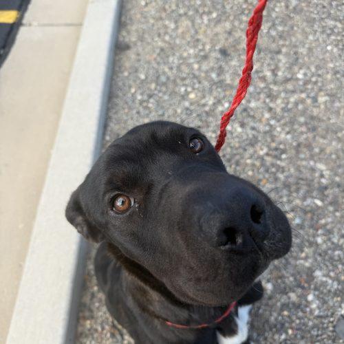 Enlarge Biscuit, a Adoptable mixed breed in Grand Junction, CO image 5/5