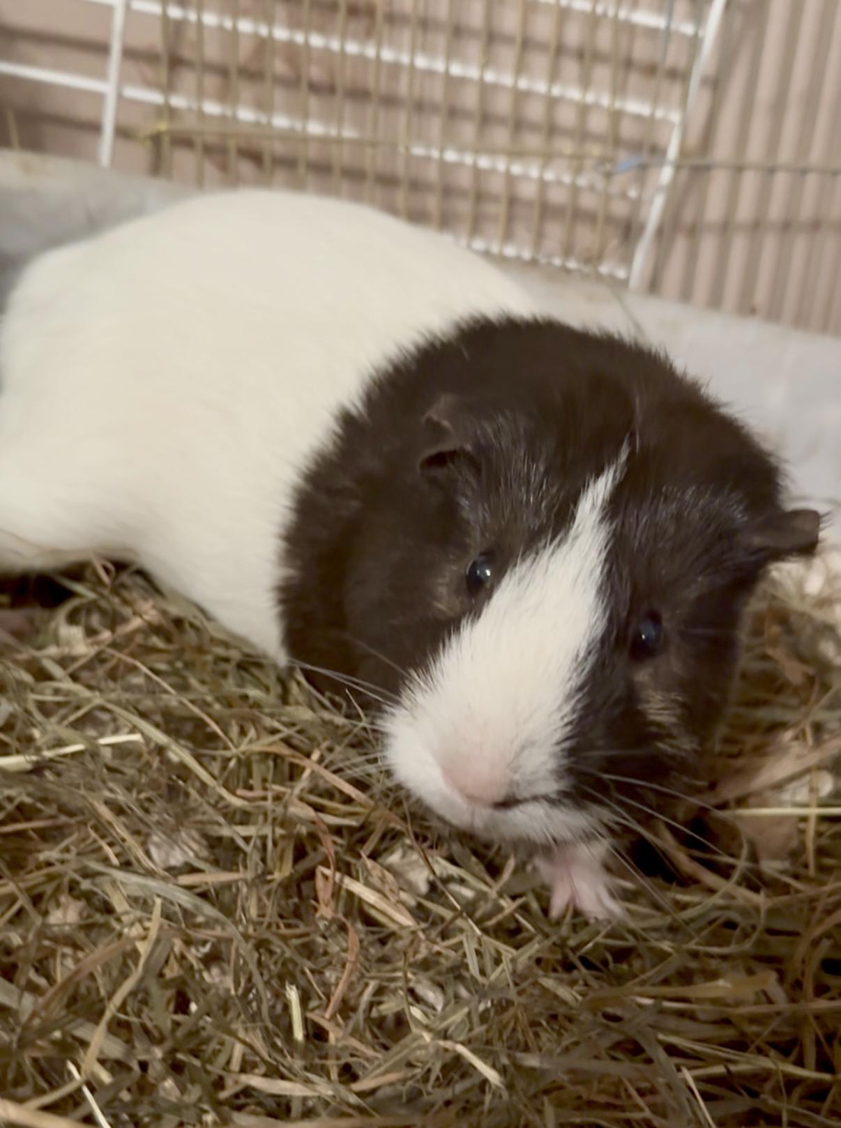 Bristol, Adoptable, Adult Male Guinea Pig.