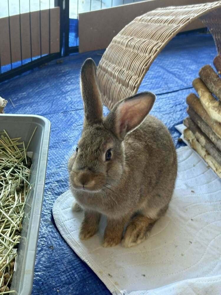 Byers, Adoptable, Young Male American & New Zealand.