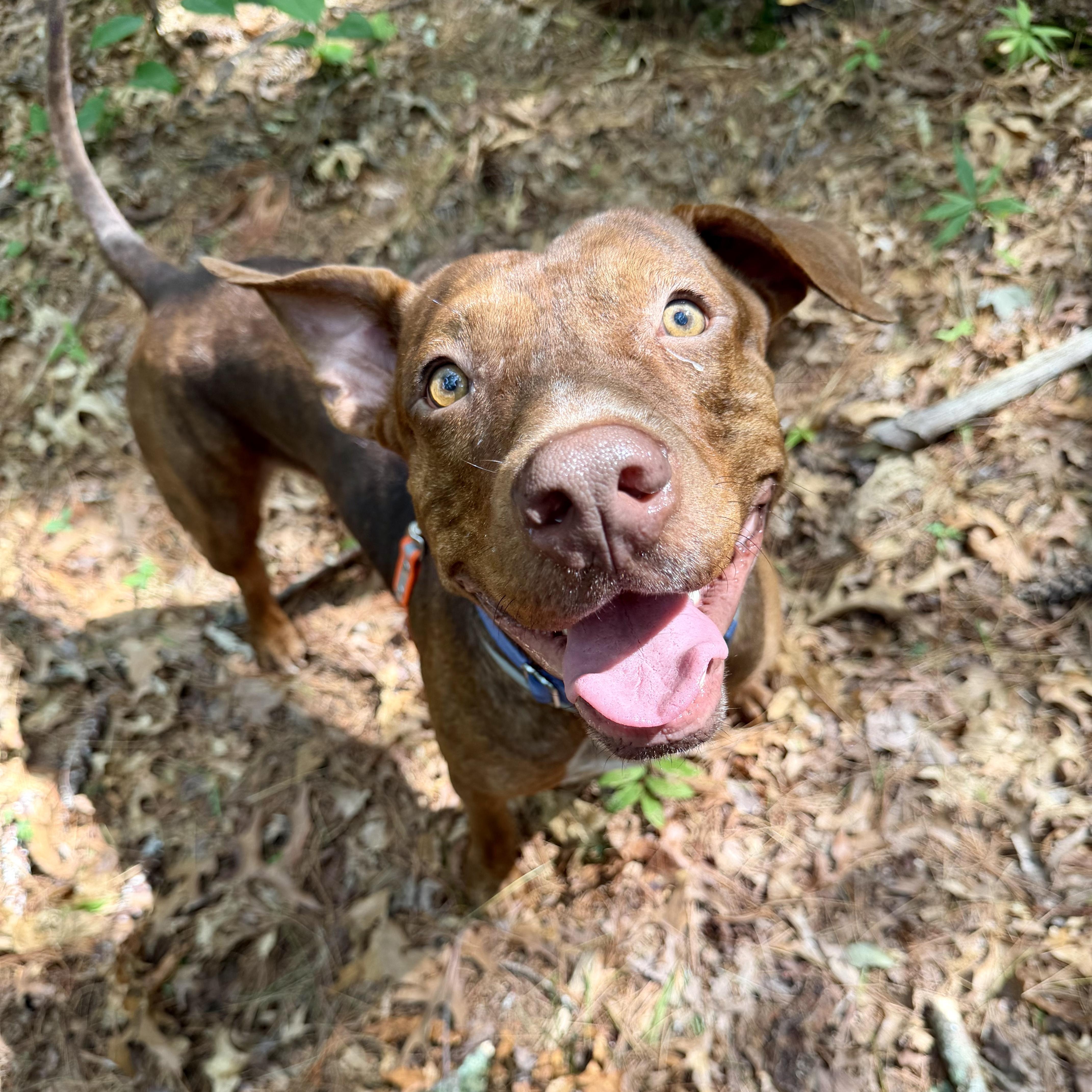 Enlarge Duffy, a Adoptable Mixed Breed in Fall river , MA image 2/6
