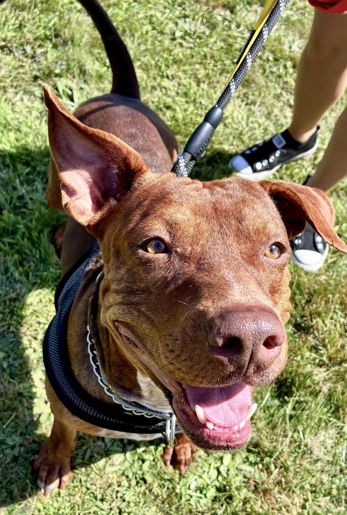 Enlarge Duffy, a Adoptable Mixed Breed in Fall river , MA image 5/6