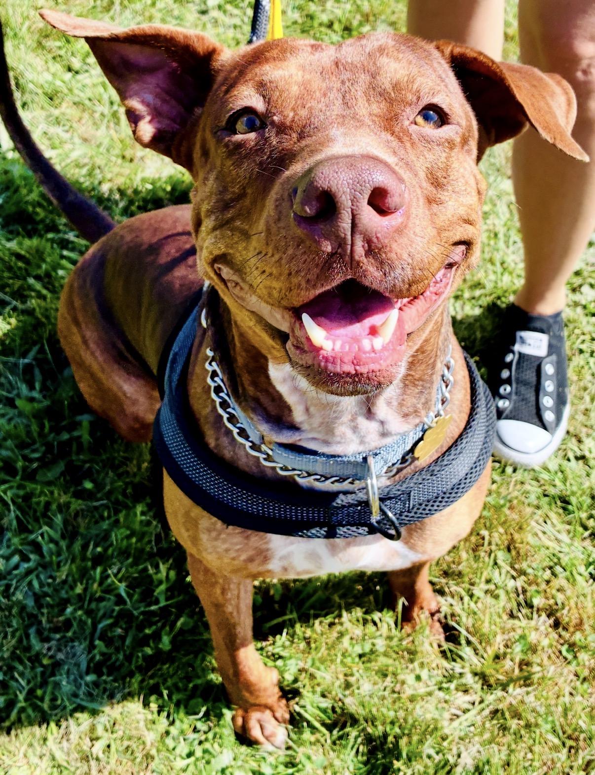Duffy, Adoptable, Adult Male Mixed Breed.
