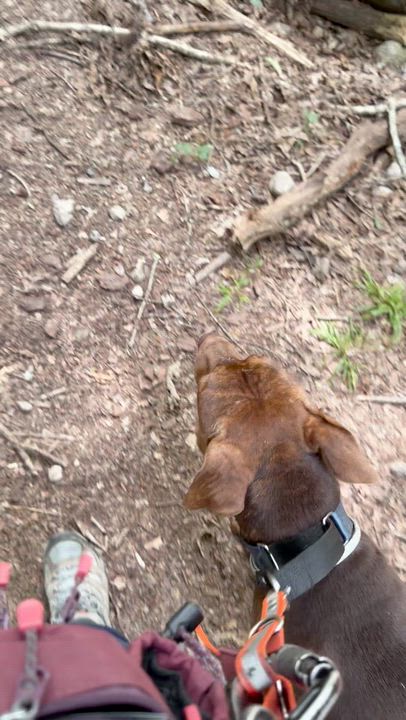 Enlarge Duffy, a Adoptable Mixed Breed in Fall river , MA video 4/6