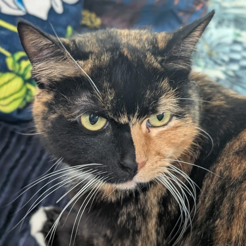Tortie — thumbnail 3