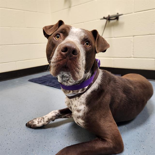 Enlarge FRECKLES, a Adoptable mixed breed in Denver, CO image 1/1