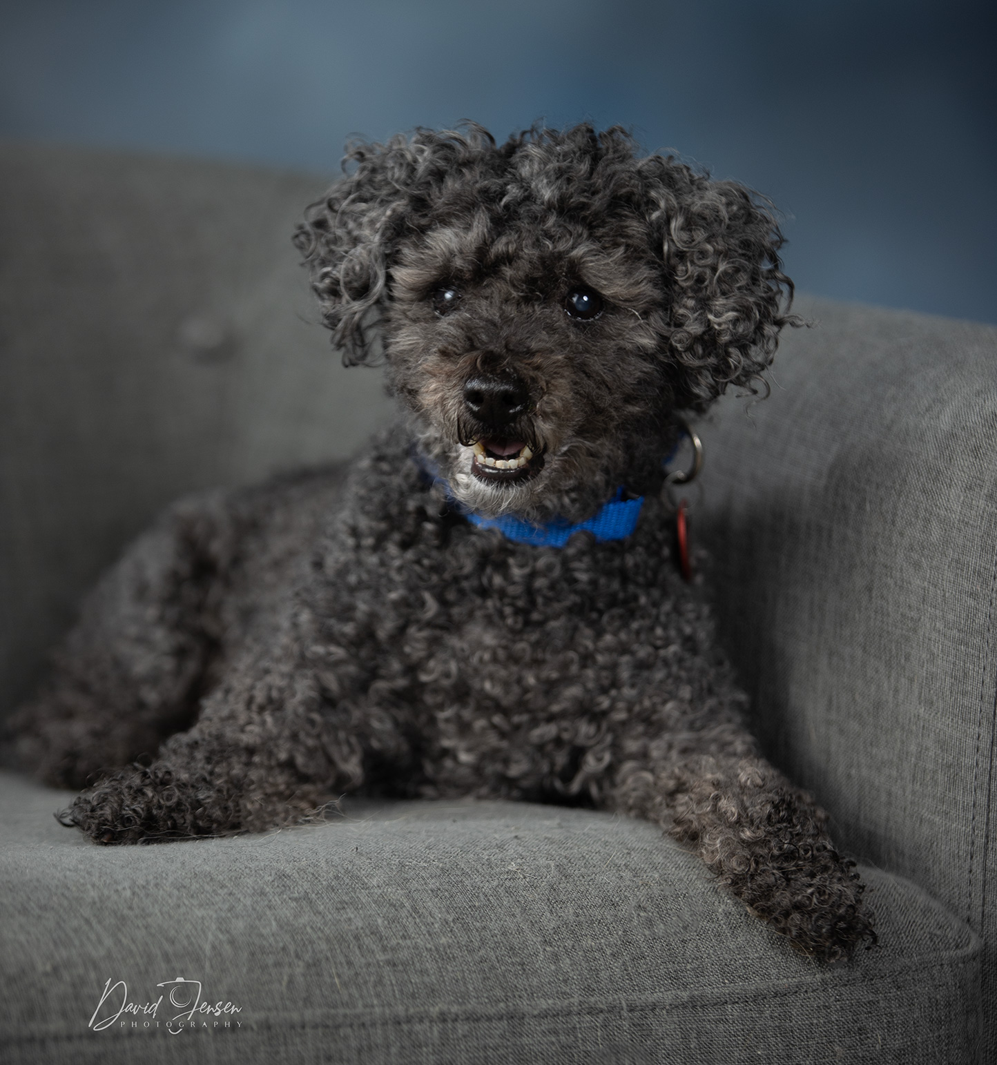 Bear, adoptable, Senior Male Poodle.