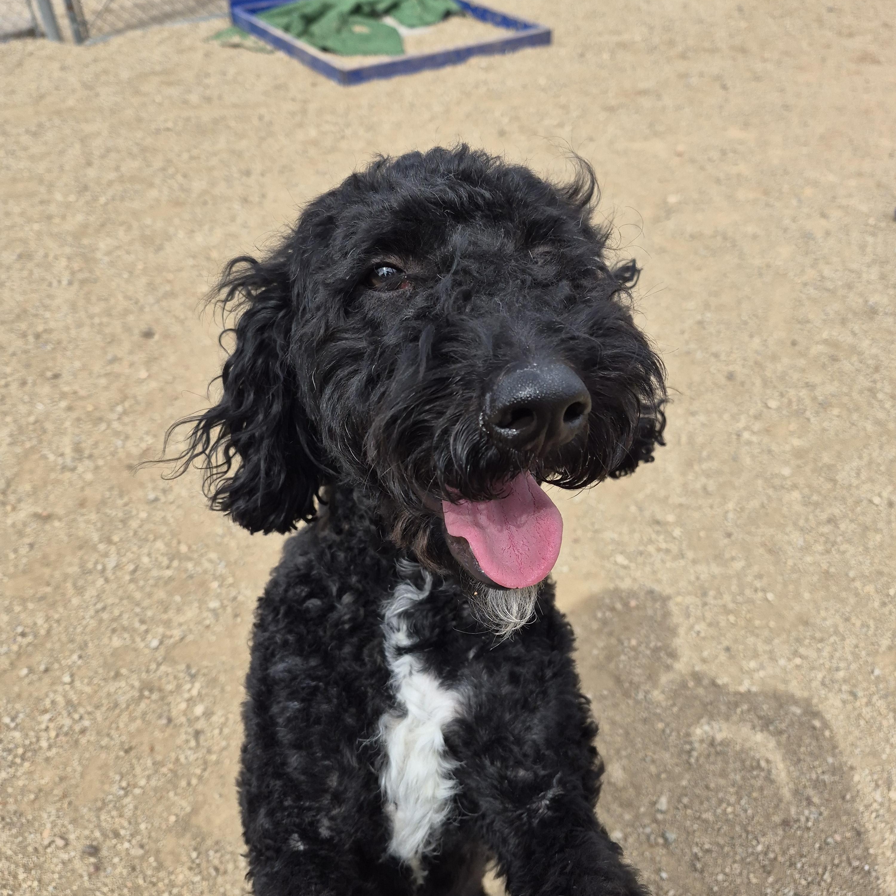 Star, adopted, Young Female Labrador Retriever & Poodle.