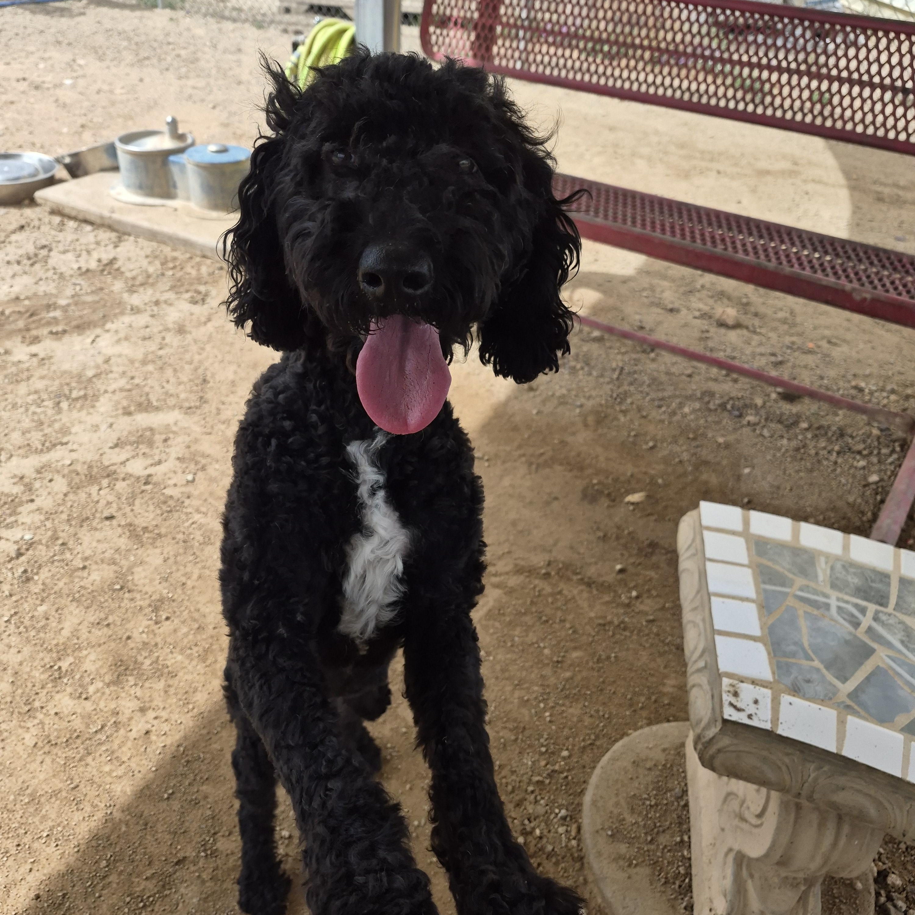 Star, an adopted mixed breed in Sierra Vista, AZ image 2/3