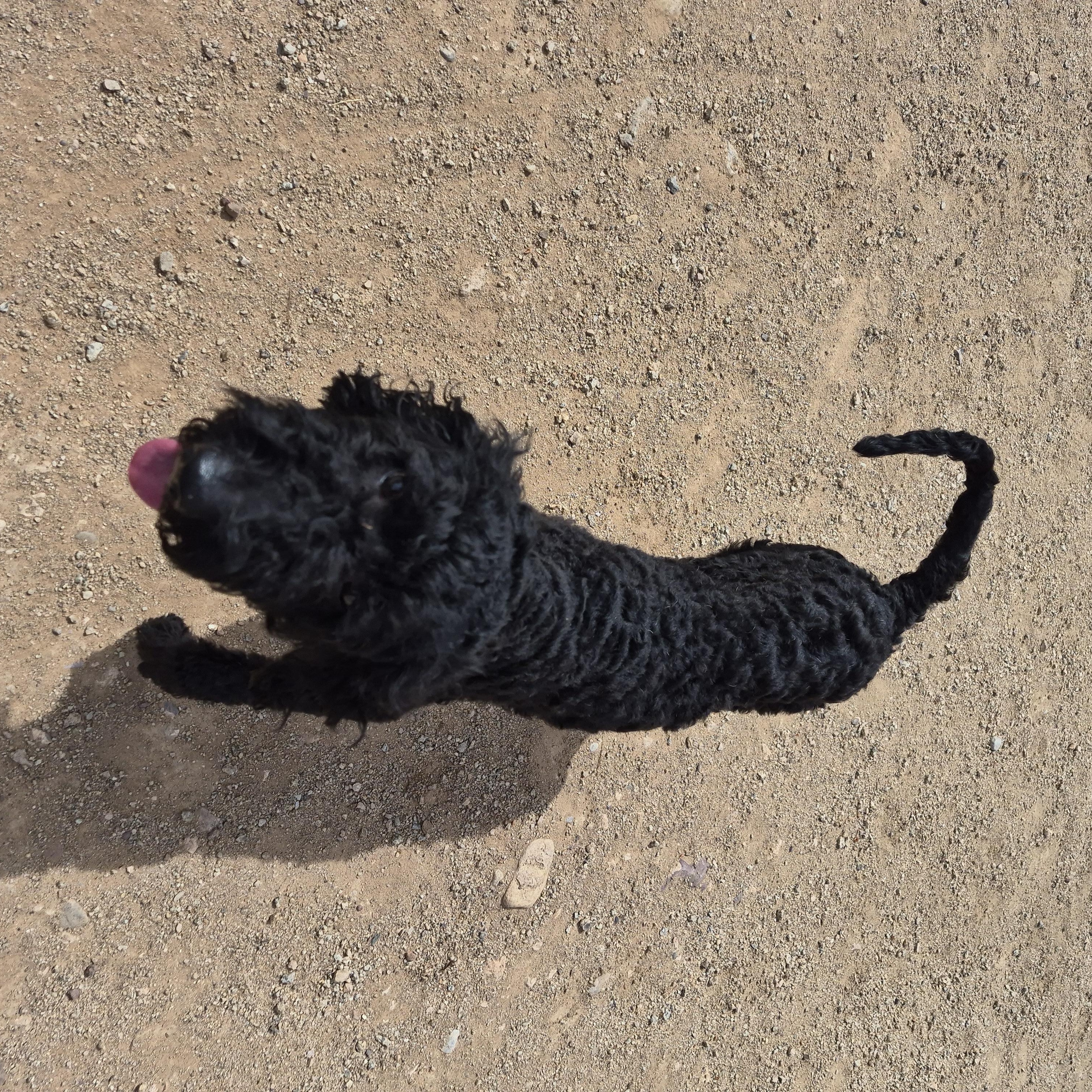 Star, an adopted mixed breed in Sierra Vista, AZ image 3/3