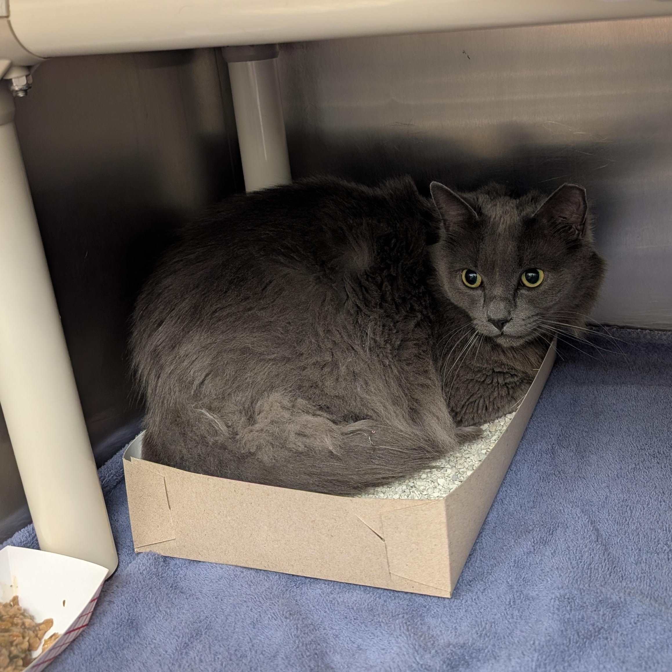 Enlarge Hunter, an adopted Domestic Medium Hair in St. Augustine, FL image 2/3