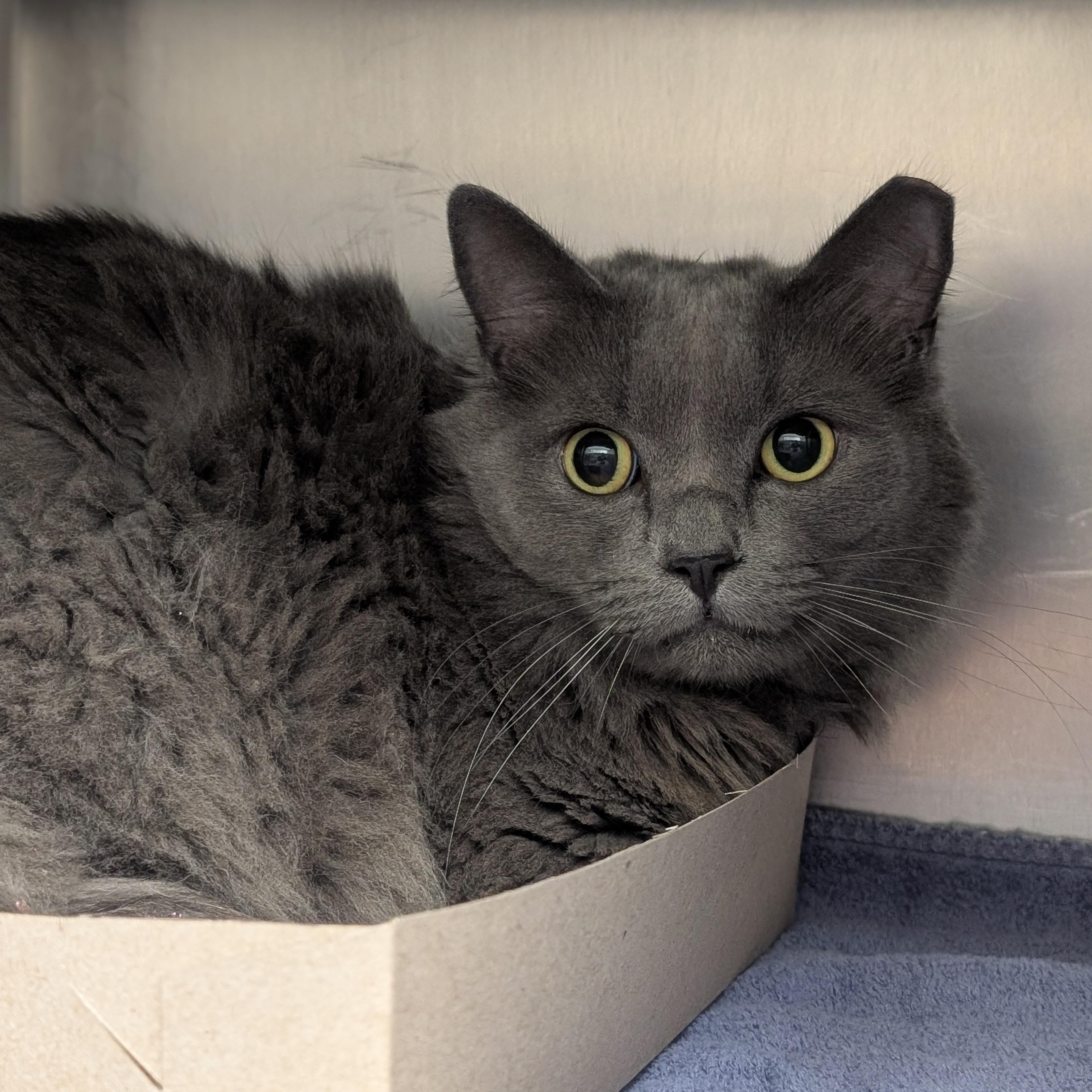Enlarge Hunter, an adopted Domestic Medium Hair in St. Augustine, FL image 1/3