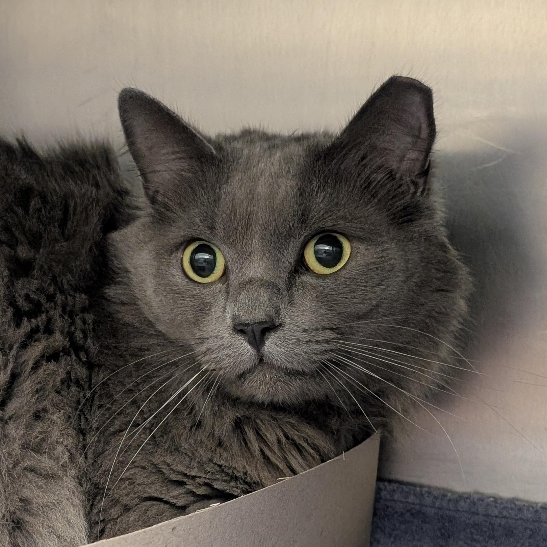 Enlarge Hunter, an adopted Domestic Medium Hair in St. Augustine, FL image 3/3