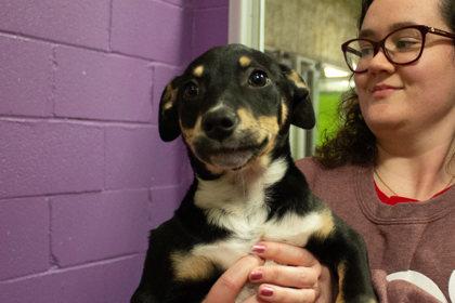 Dancer, Adoptable, Young Male Australian Shepherd & Mixed Breed.