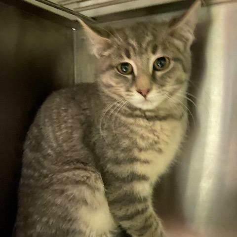 Enlarge Ellie, a Adoptable Domestic Short Hair in Dayton, OH image 1/1