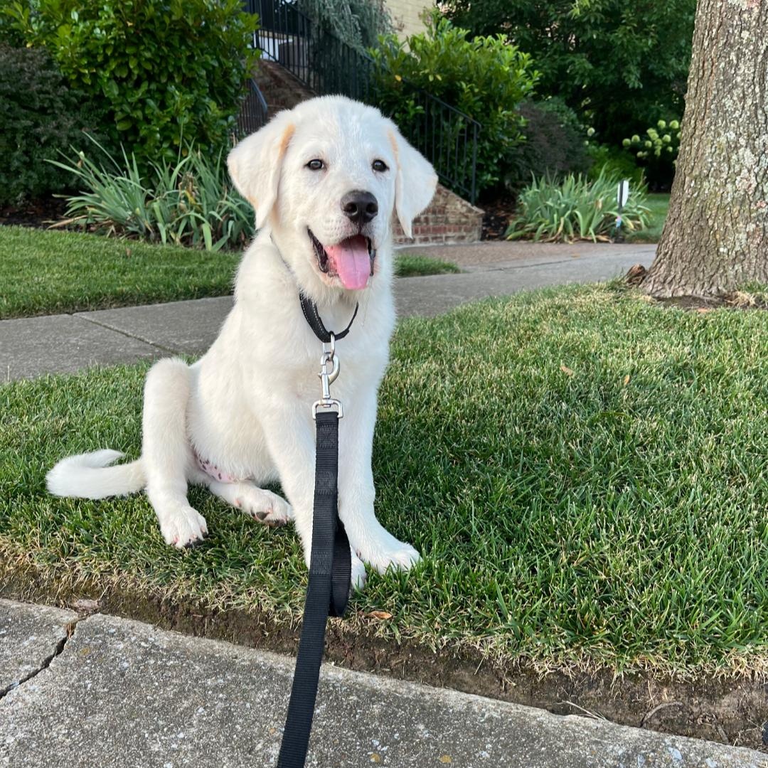 Enlarge Glacier, a Adoptable mixed breed in Spring hill, TN image 6/6