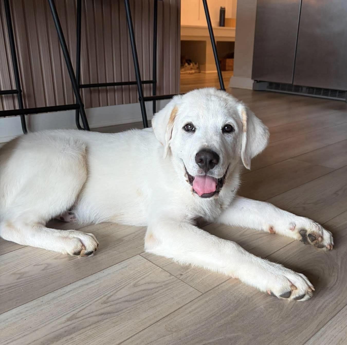 Enlarge Glacier, a Adoptable mixed breed in Spring hill, TN image 1/6