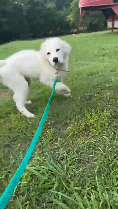 Enlarge Glacier, a Adoptable mixed breed in Spring hill, TN video 5/6