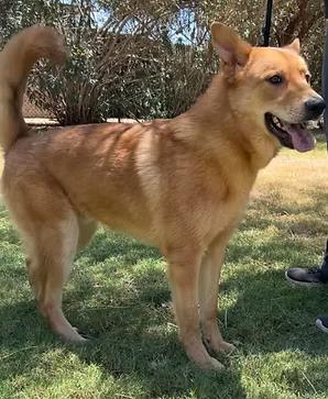 Enlarge Fin URGENT PLACMENT BUSINESS CLOSING, an adopted mixed breed in Glendale, AZ image 1/1