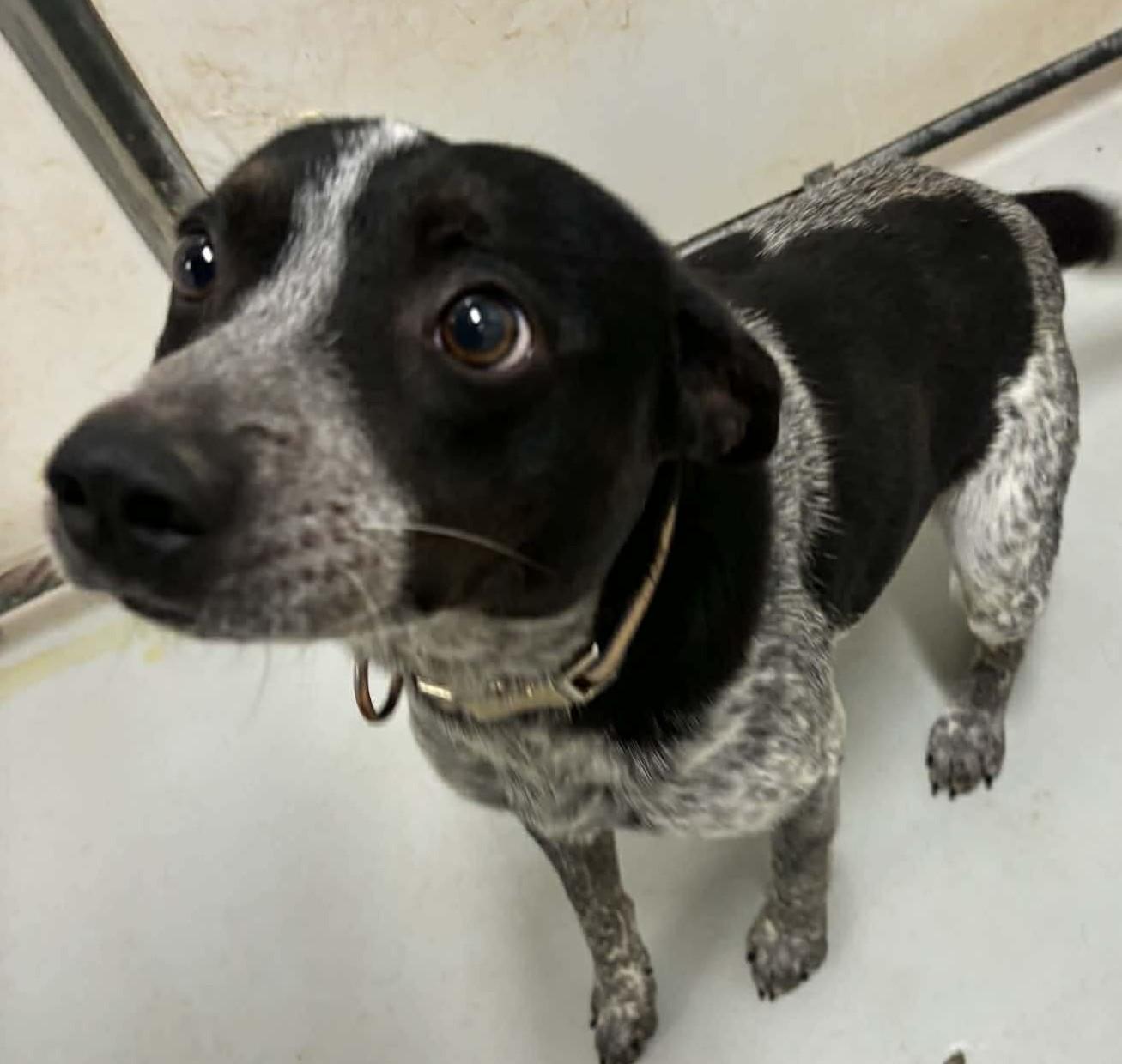 Enlarge Yippy, a ADOPTABLE mixed breed in Fincastle, VA image 1/1