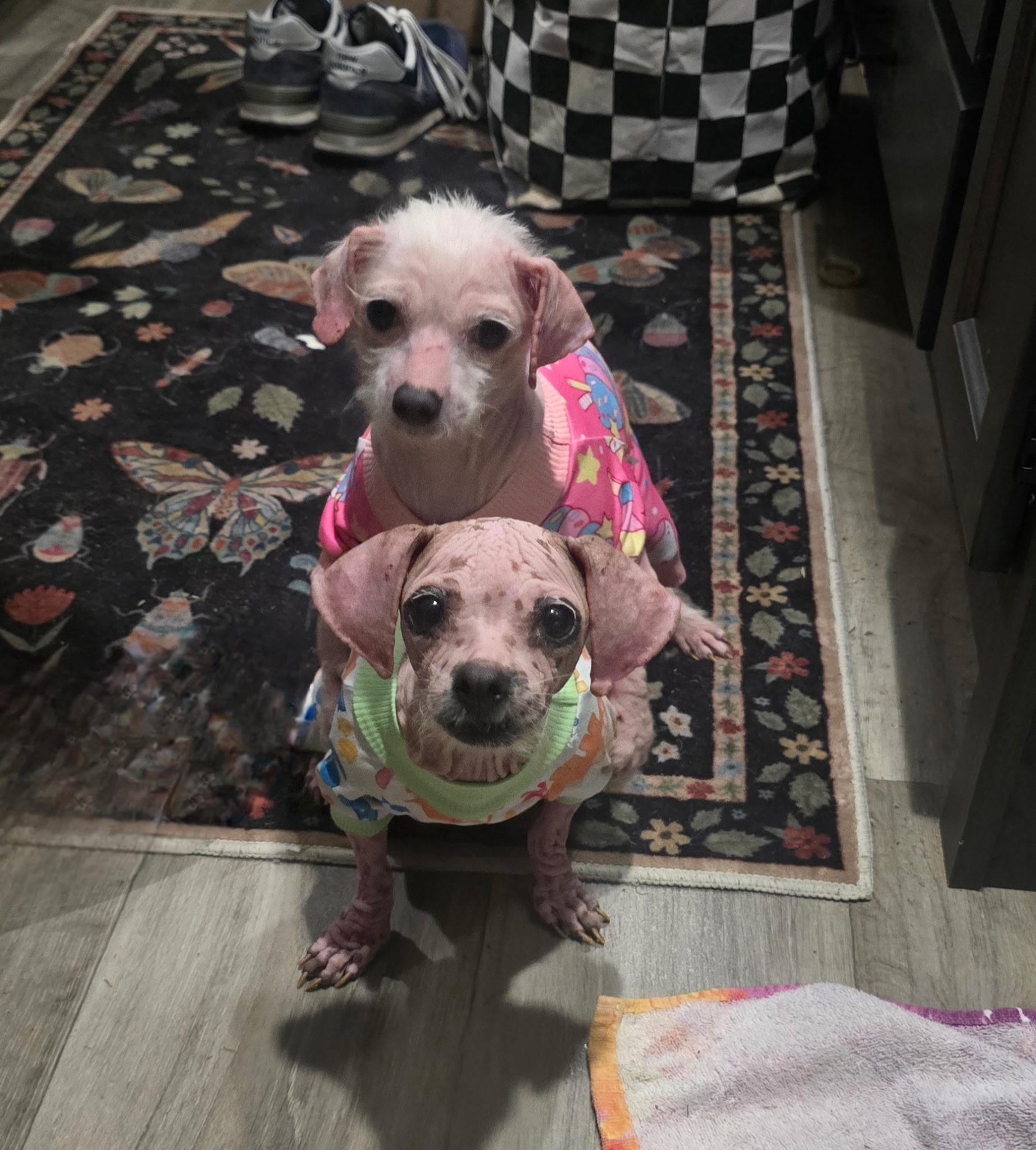 MILLIE & TEENY -Bonded Pair!!