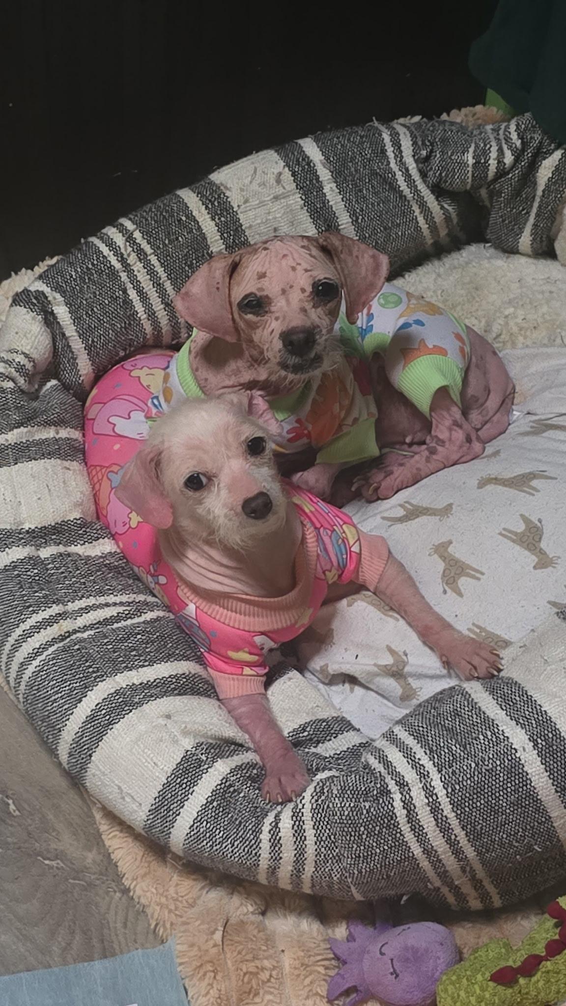 MILLIE & TEENY -Bonded Pair!! — thumbnail 4