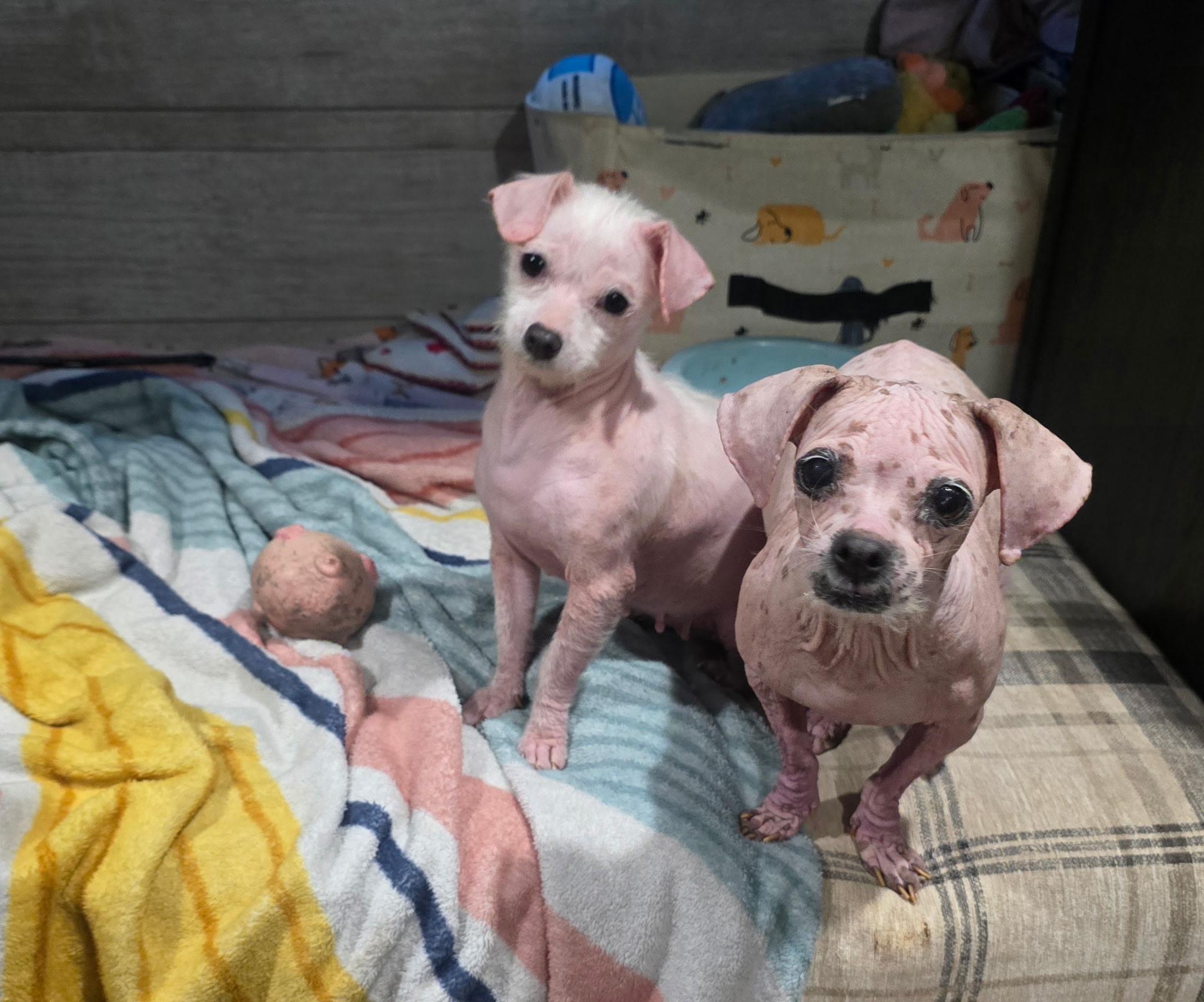 MILLIE & TEENY -Bonded Pair!! — thumbnail 5