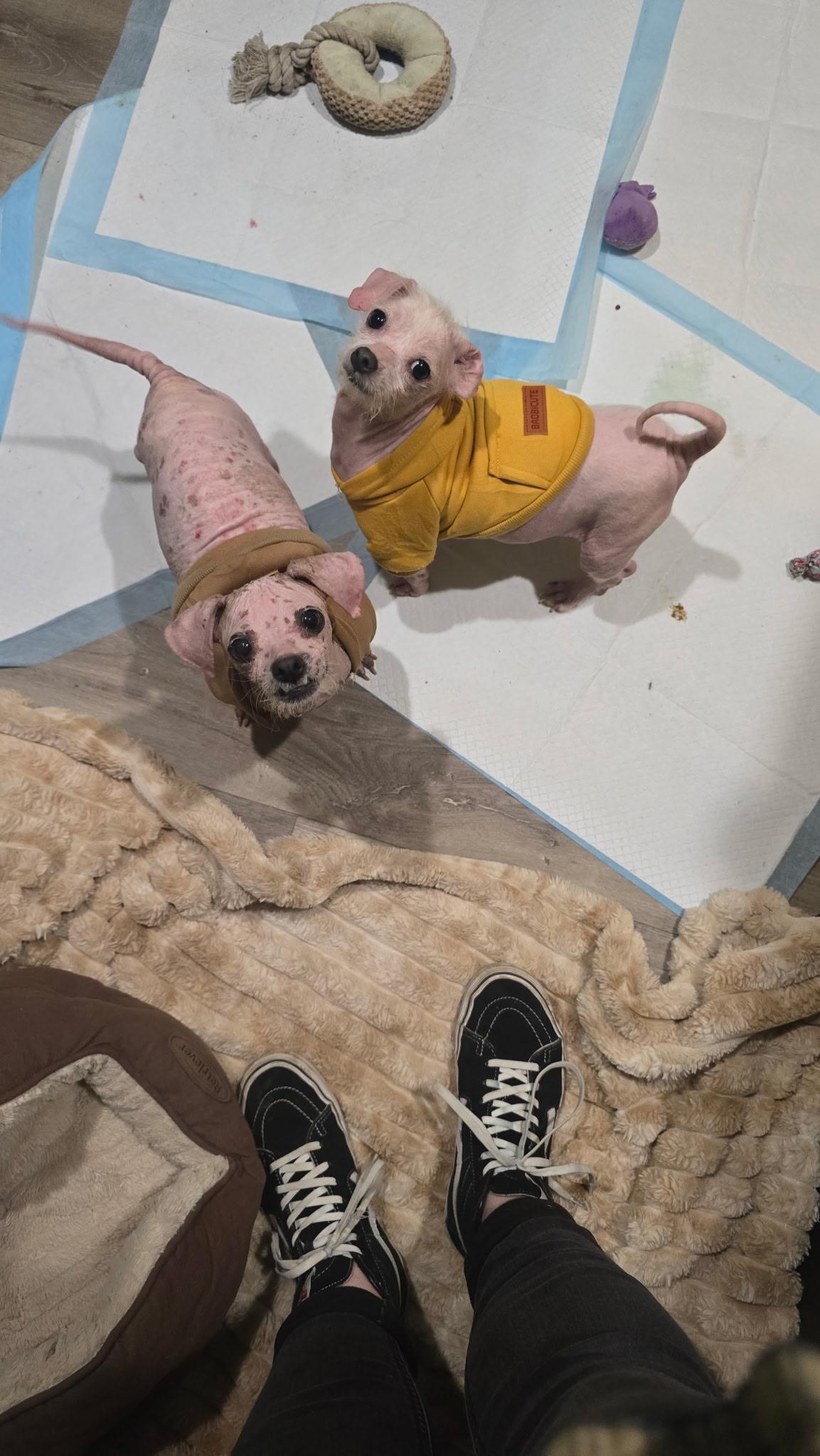 MILLIE & TEENY -Bonded Pair!! — thumbnail 6