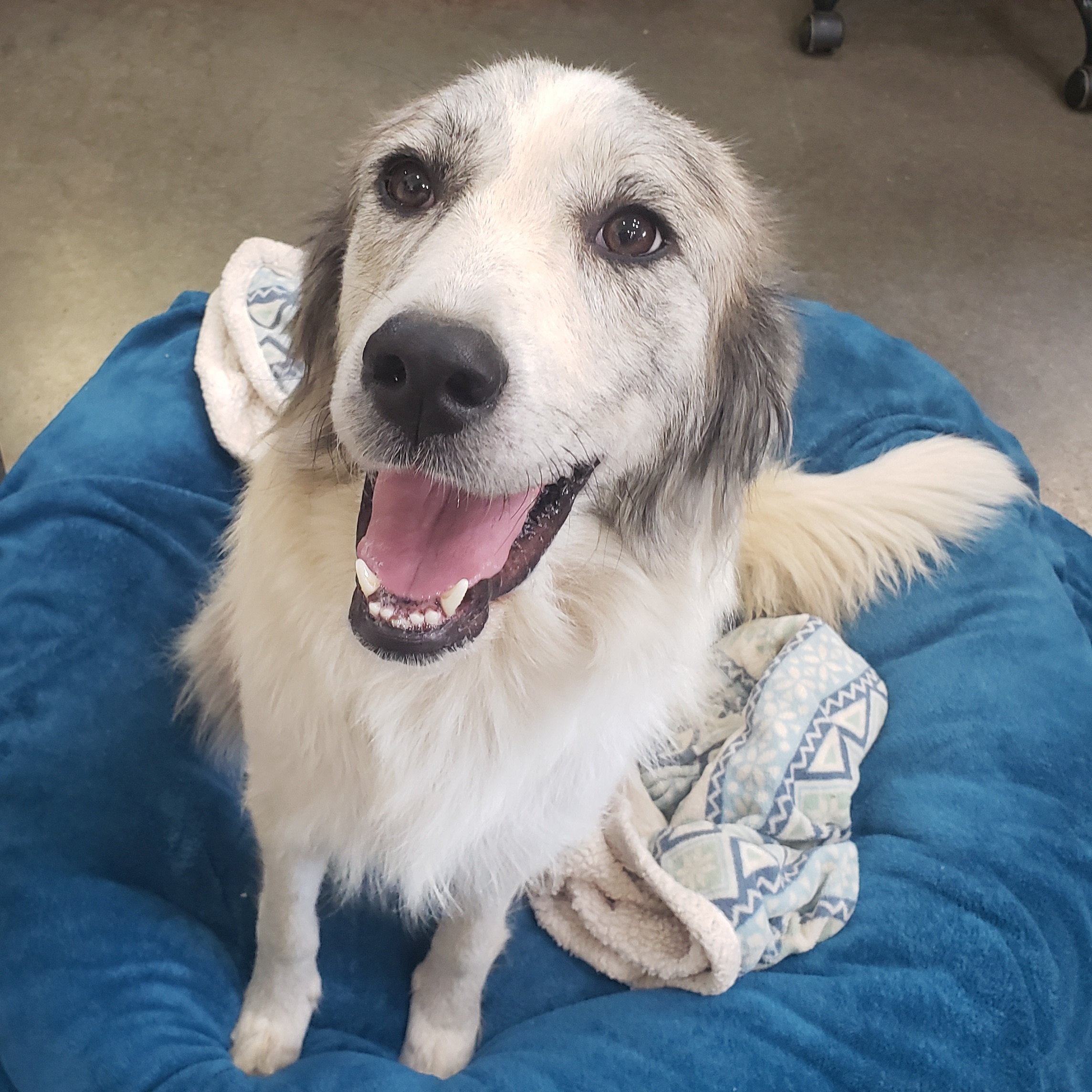 Dog for adoption Appt. Pending Omey, a Great Pyrenees in Versailles