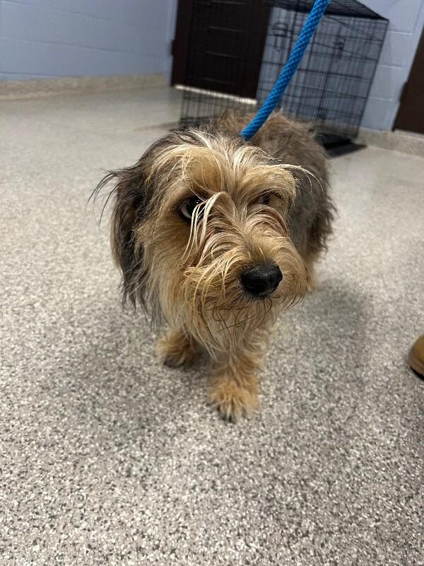 Molly, Adoptable, Young Female Shih Tzu & Mixed Breed.