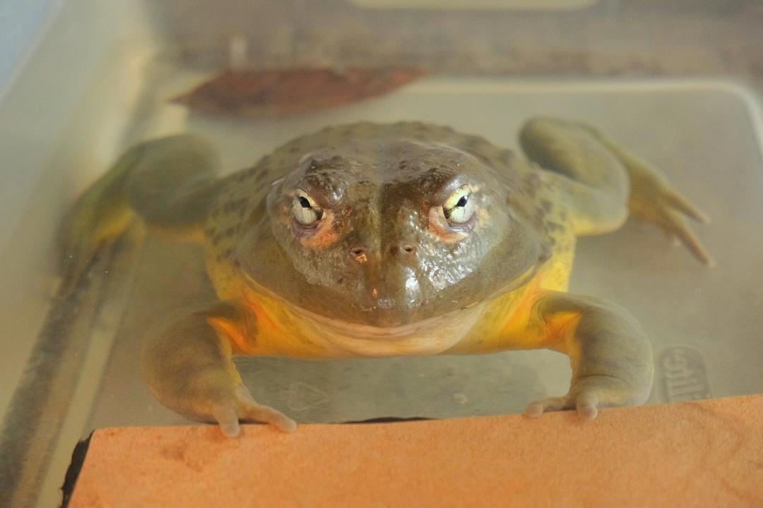 Enlarge Merp, a ADOPTABLE Bullfrog in Greenfield, WI image 2/3