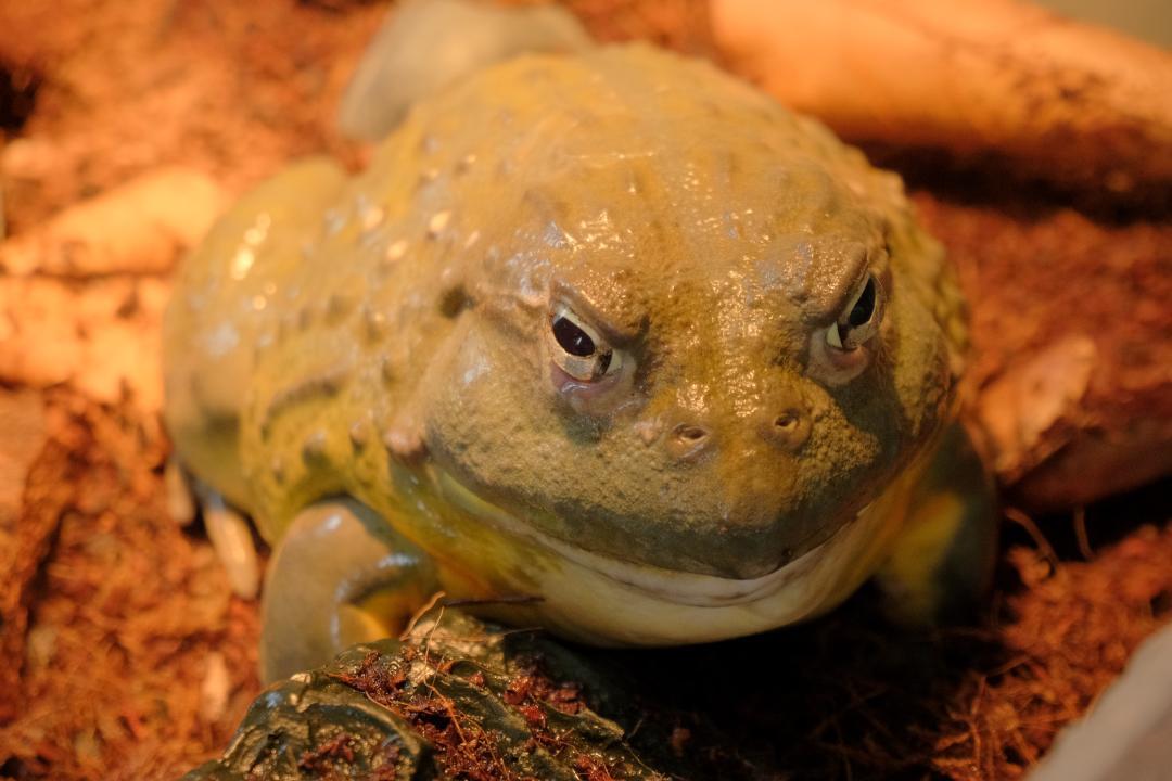 Enlarge Merp, a ADOPTABLE Bullfrog in Greenfield, WI image 1/3