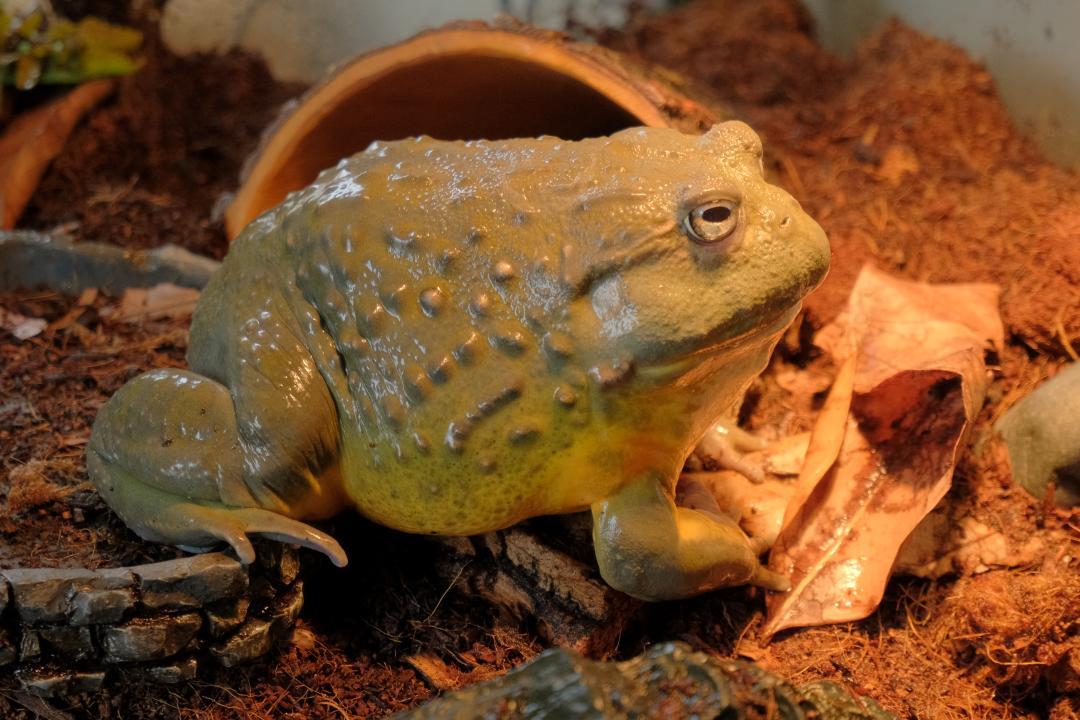 Enlarge Merp, a ADOPTABLE Bullfrog in Greenfield, WI image 3/3