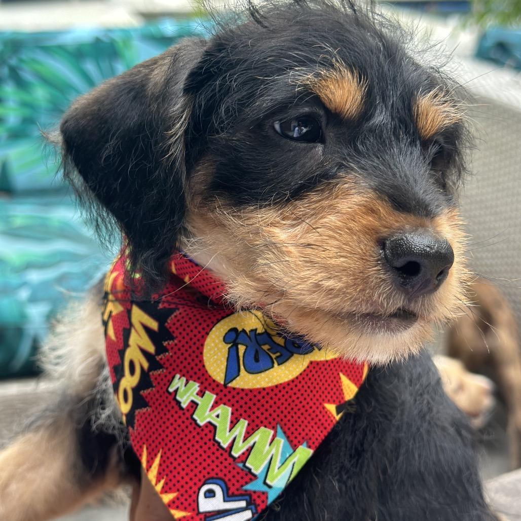 Rex, Adoptable, Puppy Male Terrier.