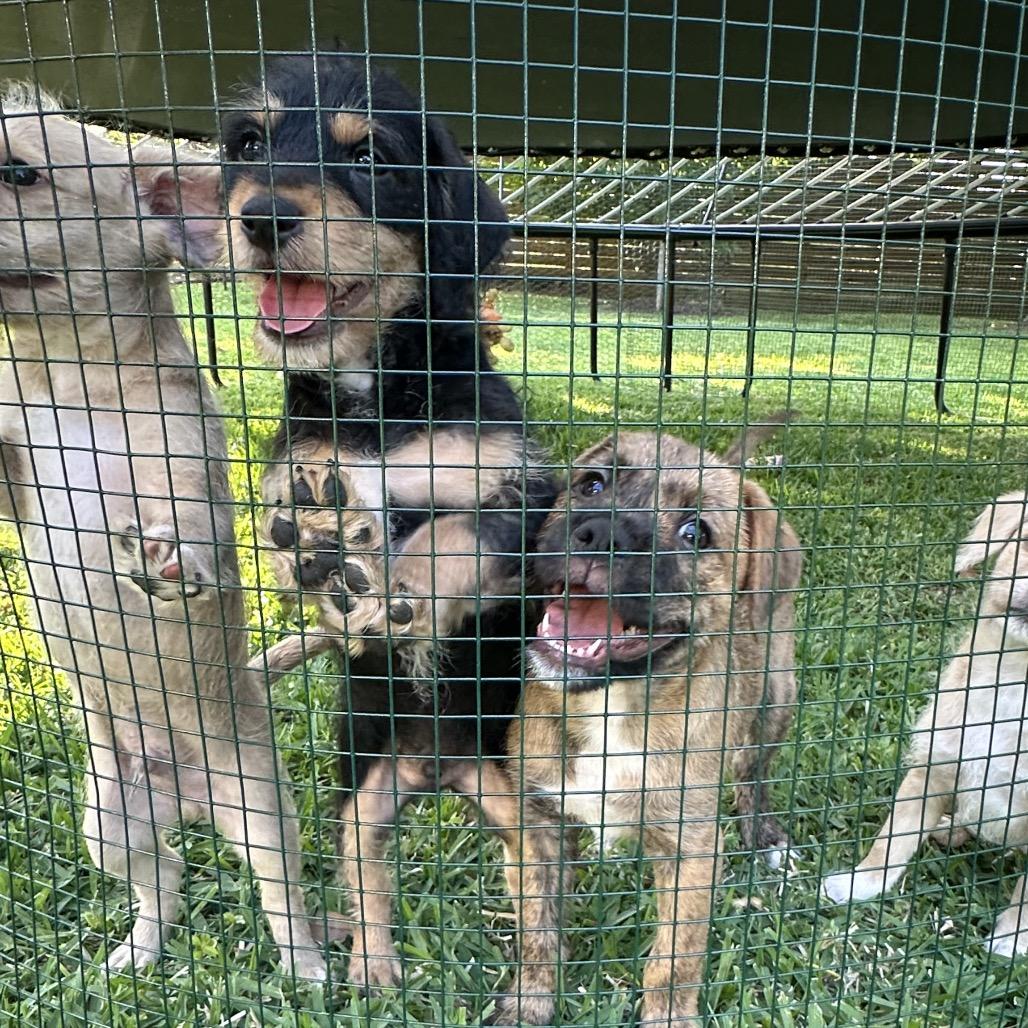 Enlarge Rex, a Adoptable mixed breed in Houston, TX image 3/3