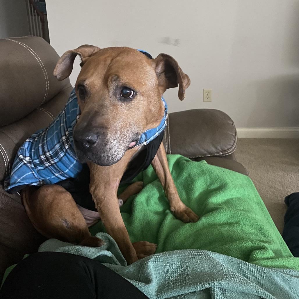 Enlarge Will, an adoptable Pit Bull Terrier in Homewood, IL image 2/3