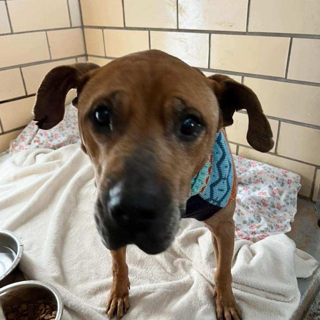 Enlarge Will, an adoptable Pit Bull Terrier in Homewood, IL image 3/3