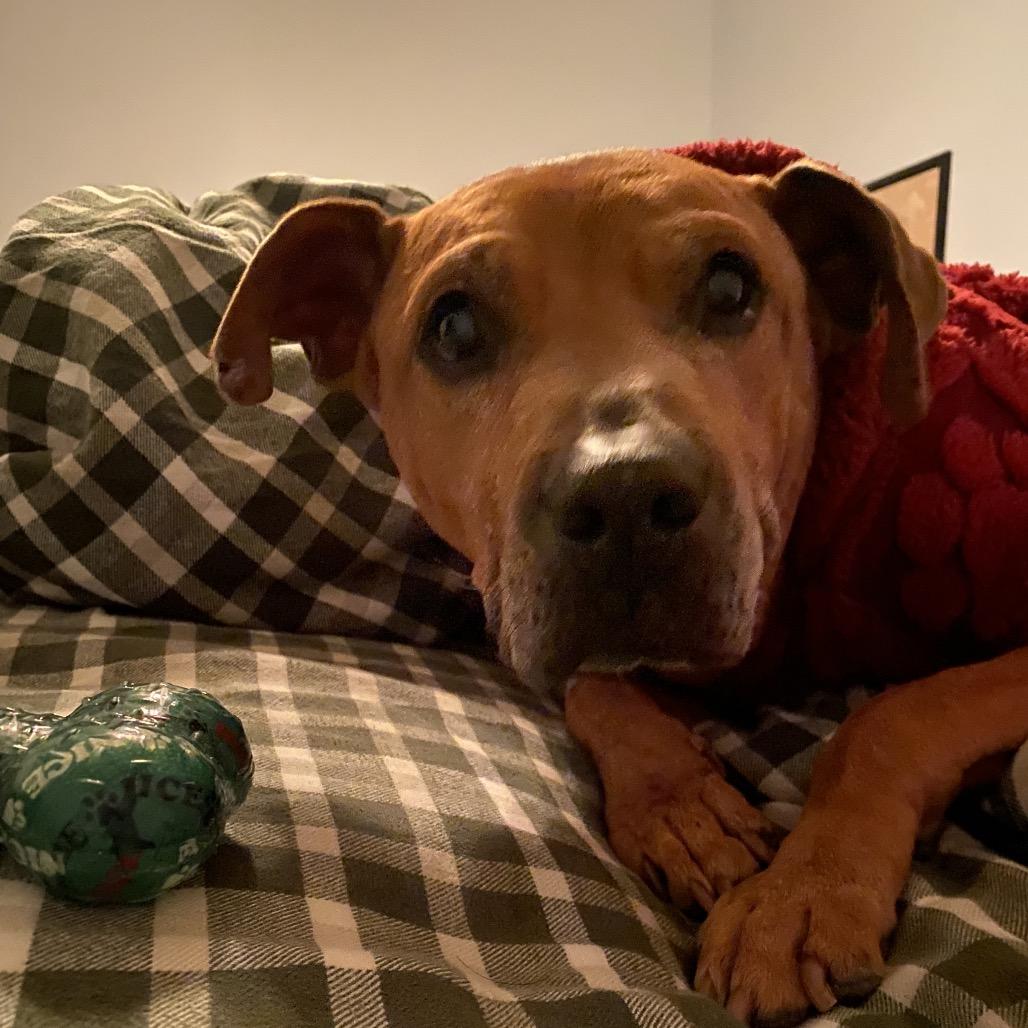 Enlarge Will, an adoptable Pit Bull Terrier in Homewood, IL image 1/3