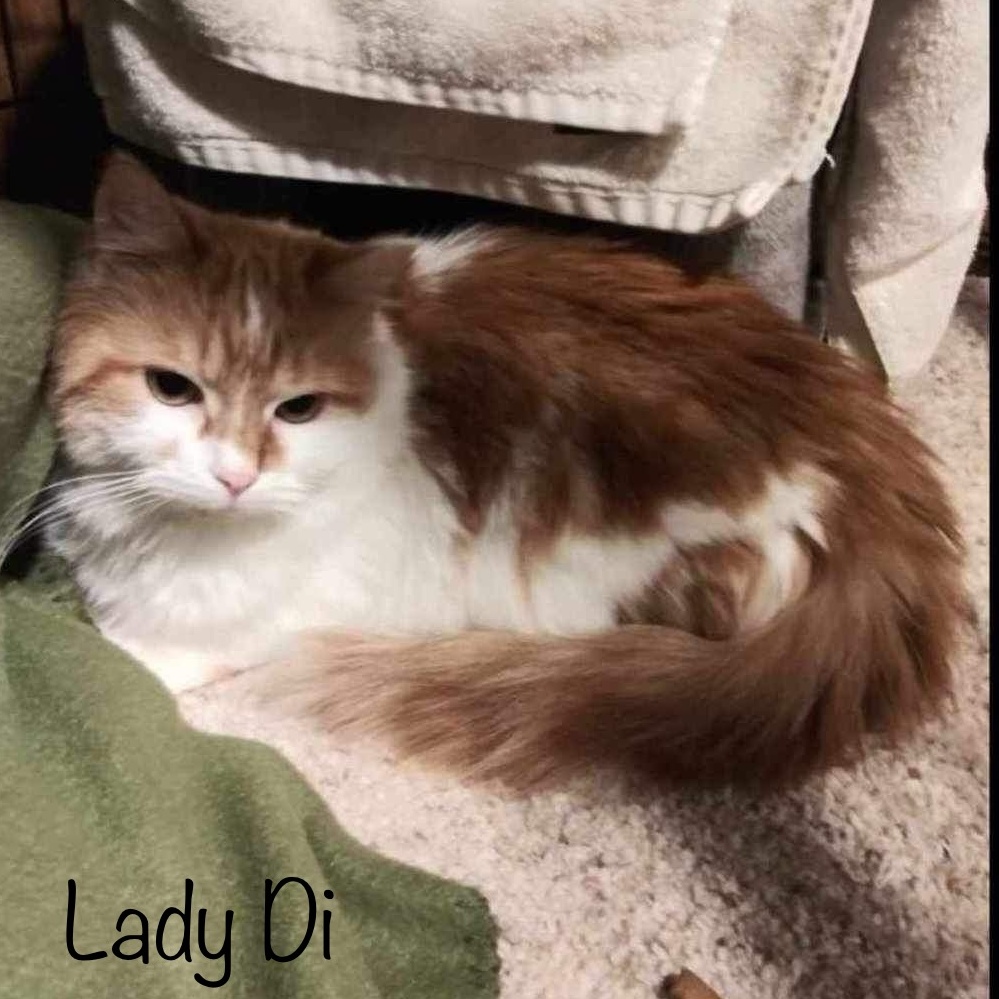 Lady Di & Gracie