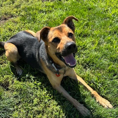 Moose, a Adoptable Mixed Breed in Medford, OR image 3/3
