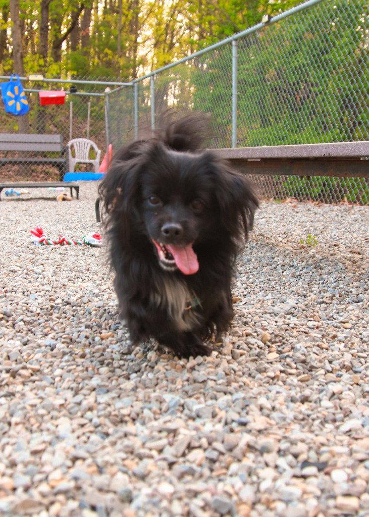 Enlarge Pierre, a Adoptable mixed breed in Sayreville, NJ image 1/3