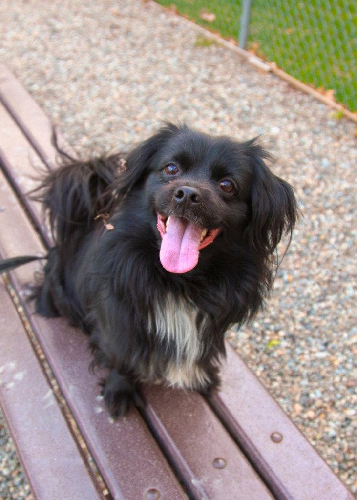 Enlarge Pierre, a Adoptable mixed breed in Sayreville, NJ image 2/3