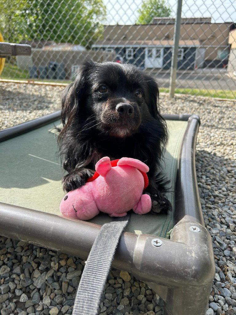 Enlarge Pierre, a Adoptable mixed breed in Sayreville, NJ image 3/3